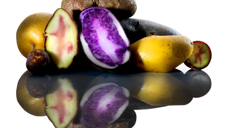 Verschiedene Kartoffelsorten, teils aufgeschnitten, auf spiegelnder Oberfläche.
