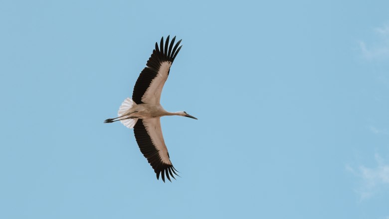 Storch, © Weinviertel Tourismus _ nadinechristine__