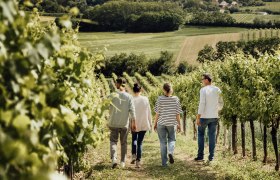 Weingartenspaziergang, © Weinviertel Tourismus _ Sophie Menegaldo